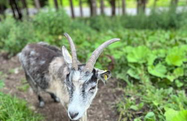 Agriturismo Malga Piè - Foto 51