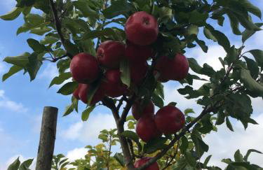 The Stables and Hayloft - Foto 22