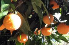 Elisa Holidays Apartments - Foto 33