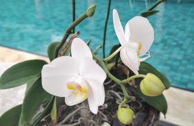 Casa de Praia Paraíso Paracuru Ceará - Photo 17