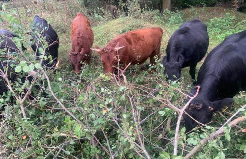 Hertford farm Woodland cabin pet friendly firepit bbq - Foto 46