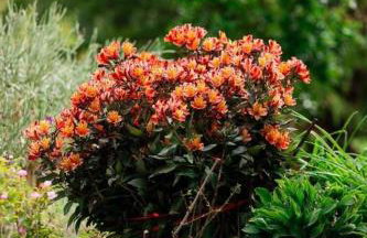 Red Roses-Traditional House - Photo 19