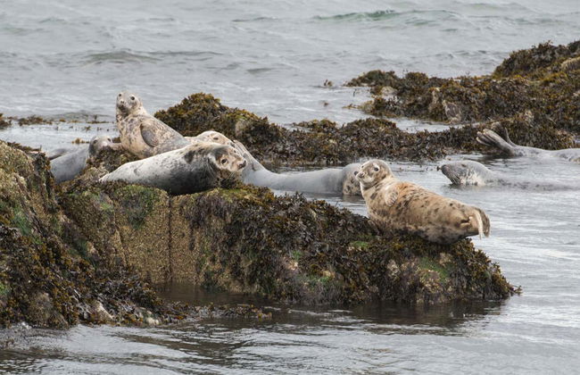 Paseo en barco por los puentes del Forth + Abadía de Inchcolm - Foto 6