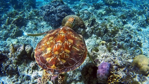 Apo Island Tour - Private - Photo 5