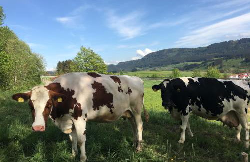 weitnaustyle - renoviert, modern, allergikerfreundlich - Photo 19