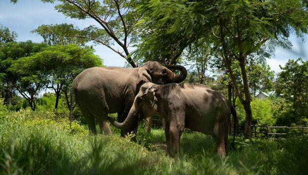 Expérience du Royaume des Éléphants - Photo 5
