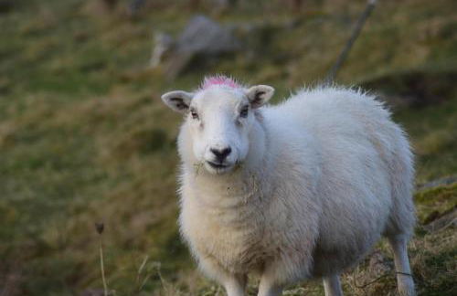 Pod Beag Beside the Sea, Isle of Eriskay - Foto 49