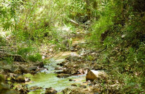 Villa Olea-Renieri - Foto 10