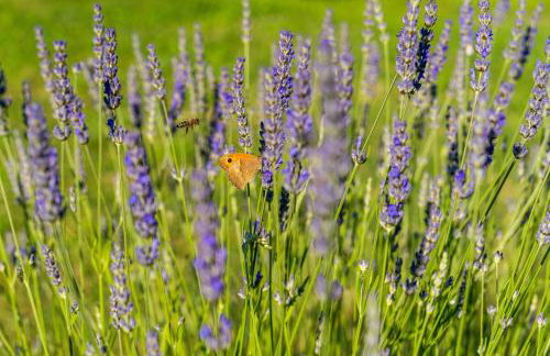 Apartments for families with children Presika, Labin - 11656 - Foto 13