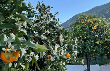 Citrus garden - Photo 30