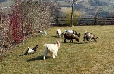 DILIA Chalets & Apartments - Foto 8