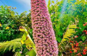 Finca Maracuya - Foto 4