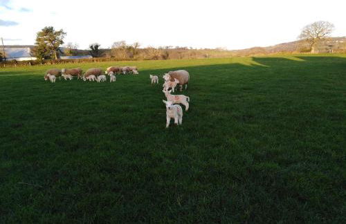 Conwy Pen Cefn Farm Holiday - Photo 22