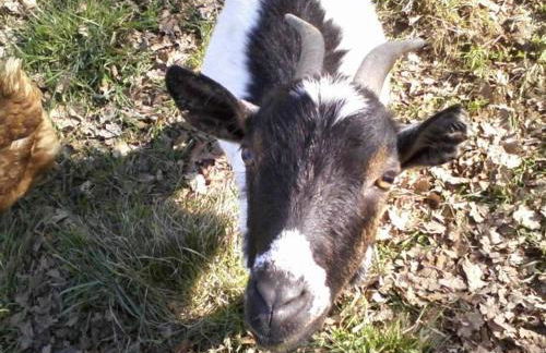 Chalets du Bois de Vache - Foto 44