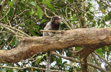 Pousada Recanto Do Costão - Foto 21