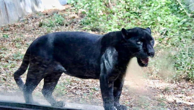 Miradores del Cañón del Sumidero, Zoomat y Cristo de Chiapas - Foto 4