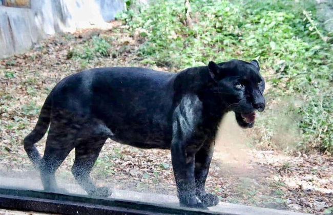 Sumidero Canyon & Cristo de Chiapas Viewpoints + Zoomat Tour - Photo 4