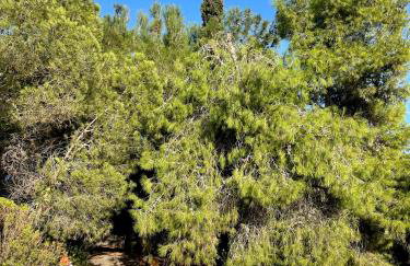 Kalyva Cottage - Foto 32