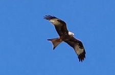 Opas Bergchalet - Foto 57