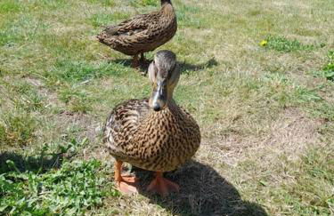 le ch'ti 4 saisons Maison de vacances avec parking et jardin - Foto 15