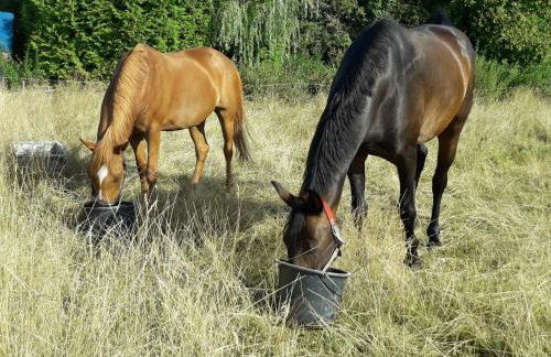 Pension up´n Dörp - Foto 31