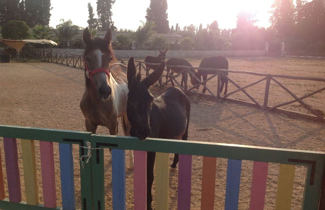 Agriturismo Papyrus - Photo 29