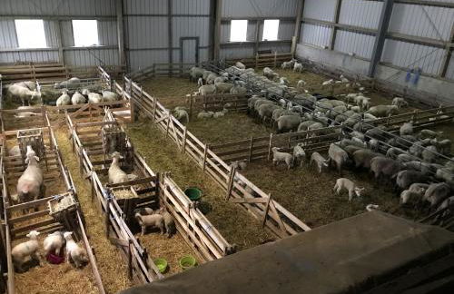 Ferienhof Anke Thiede - Foto 15