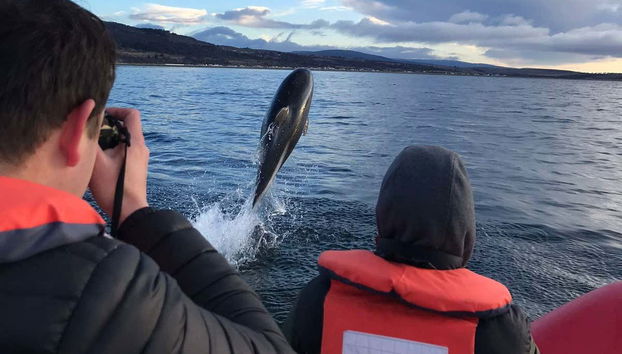 Strait of Magellan Dolphin Watching - Foto 2