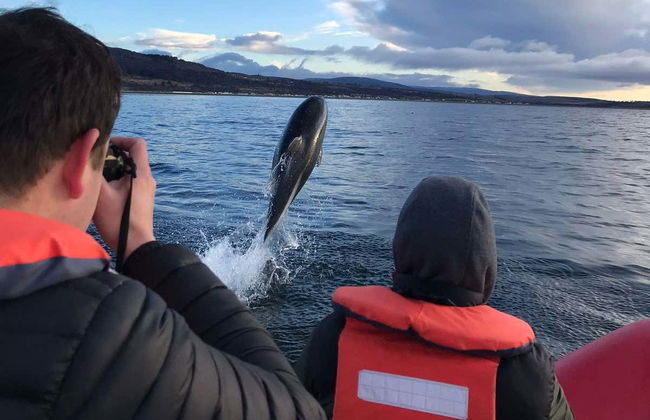 Avistamiento de delfines en el estrecho de Magallanes - Foto 2