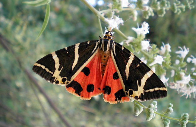 Vallée des papillons et vin, huile d'olive, visite de dégustation de miel (petit groupe) - Photo 2