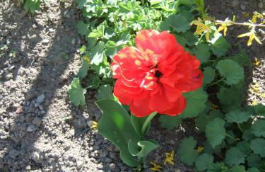 Gerberlaube - Foto 20