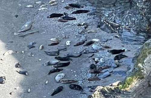 Cosy cottage between Penzance and St Ives - Foto 37