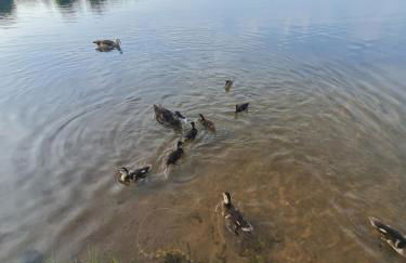 Ferienhaus am See-2 - Foto 51