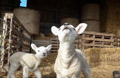 Bran Goesgoch - Foto 17