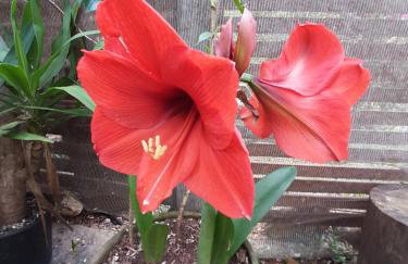 Chalé Pakere Bellavista - visão magnífica do vale e montanhas a mais de mil metros de altitude, wi-fi, sauna, piscina e água de nascente - locação do chalé sem prestação de serviços - Foto 78