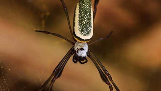 Learn about the local wildlife