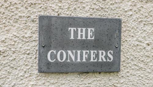 The Conifers - Foto 2