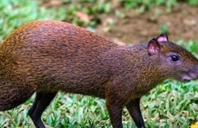 Berkey's Jungle Paradise - Photo 66