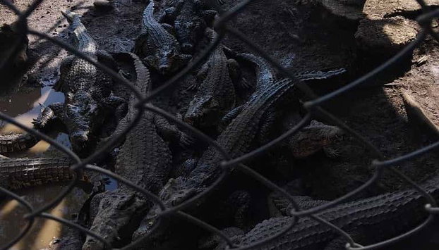 Excursión al Parque Nacional Ciénaga de Zapata - Foto 4, Veréis algunos cocodrilos