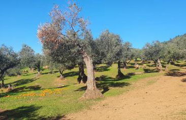 Huerta Carrión, Finca en El Pedroso - Foto 18