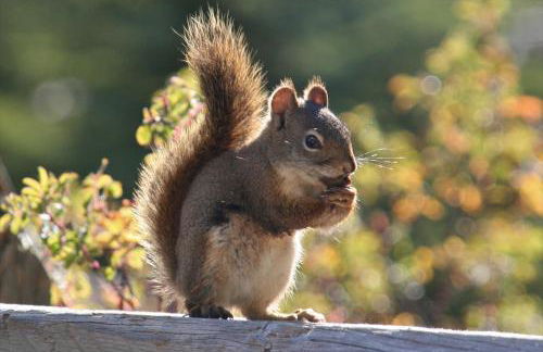 Elpe Apartments Hochsauerland - Foto 66