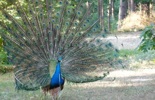 Senfmühle Lubast - Photo 12