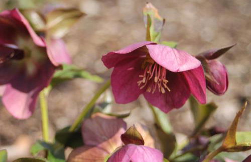 Ferienwohnung "Eifelstueffje" - Foto 32