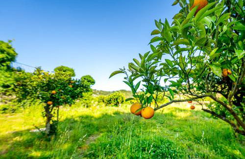 Quinta do Boição - Photo 28