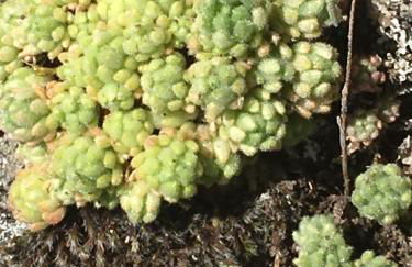 Apartamentos El Capricho - Foto 30