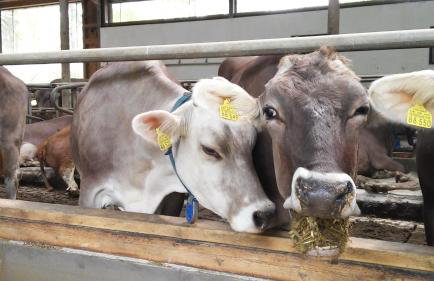 Moarhof Holzhausen - Foto 18