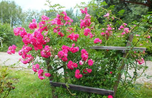 Sumówko Leśne Siedlisko - Foto 15