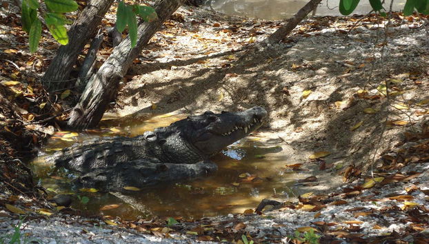 Un cocodrilo en Wotoch Aayin