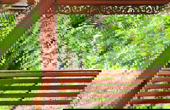 Natura Ravee Greenstay - Photo 17