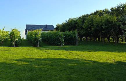 Domki w Winnicy - Świętokrzyska Winnica Knapów - Foto 47